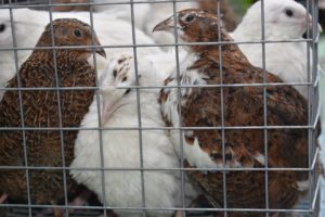 image 14 5 image 14 5