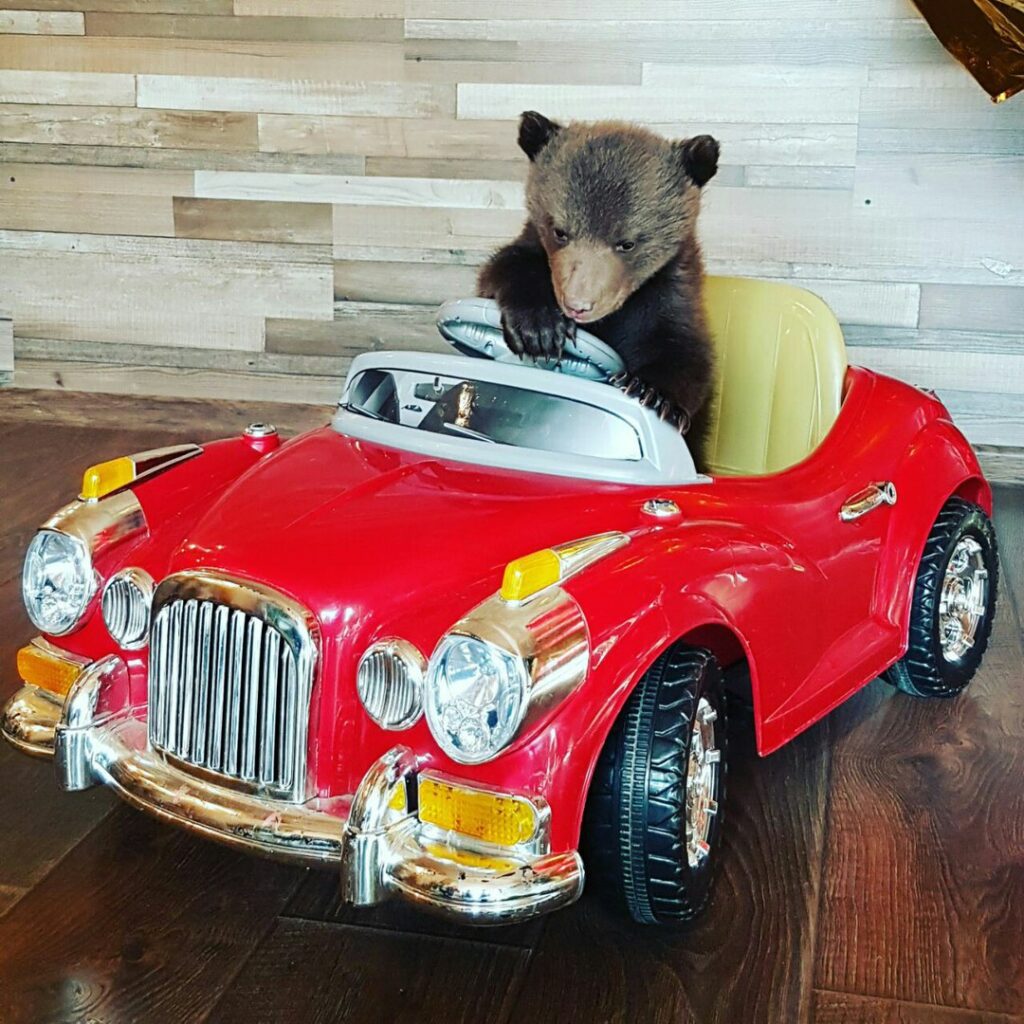 Маленький медведь за рулем автомобиля